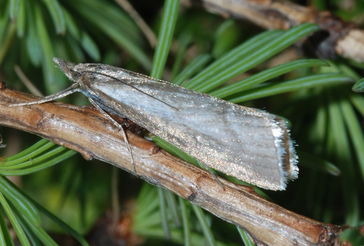 Crambidae da det. - cfr. Catoptria petrificella (Crambidae)
